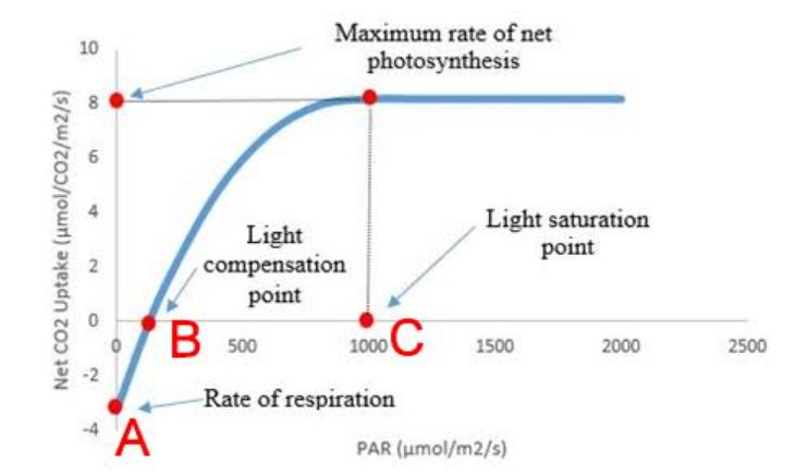 Photosynthesis